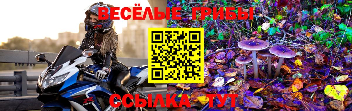 Галлюциногенные грибы Psilocybine cubensis Осинники
